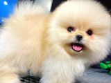Irk ve Sağlık Garantili Pomeranian Boo Yavrularımız