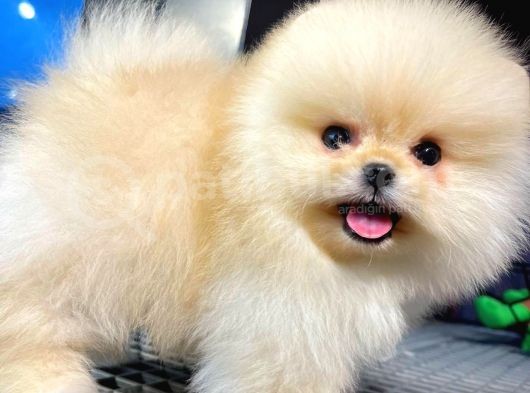 Irk Ve Sağlık Garantili Pomeranian Boo Yavrularımız