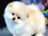 Teddy Bear Ayı Surat Yavrularımız