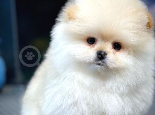 Teddy Bear Ayı Surat Yavrularımız görsel