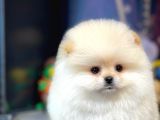 Teddy Bear Ayı Surat Yavrularımız