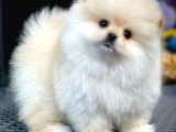 Teddy Bear Ayı Surat Yavrularımız