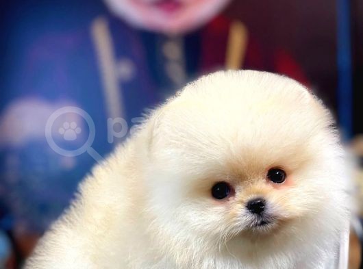 Teddy Bear Ayı Surat Yavrularımız görsel