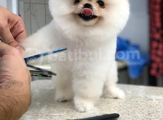 Üst Kali̇te Karbeyaz Pomerani̇an Boo Bebekler  Si̇zi̇ Bekli̇yor görsel