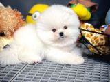 Irk Ve Sağlık Garantili Pomeranian Boo Yavrularımız