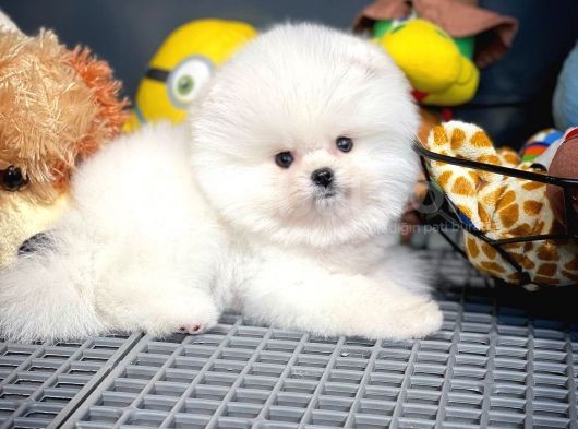 Irk Ve Sağlık Garantili Pomeranian Boo Yavrularımız görsel