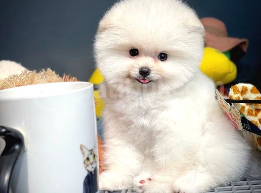 Irk Ve Sağlık Garantili Pomeranian Boo Yavrularımız görsel
