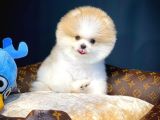 Yavru Patiler Güvencesiyle Pomeranian Boo Yavrularımız