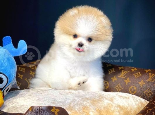 Yavru Patiler Güvencesiyle Pomeranian Boo Yavrularımız görsel