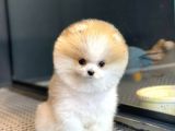 Yavru Patiler Farkı İle Pomeranian Boo Yavrularımız