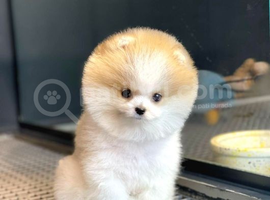 Yavru Patiler Farkı İle Pomeranian Boo Yavrularımız