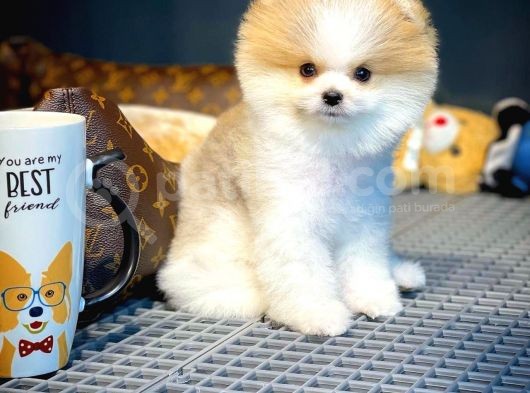 Yavru Patiler Farkı İle Pomeranian Boo Yavrularımız görsel