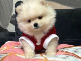 Pomeranian Bebekler