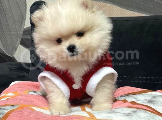 Pomeranian Bebekler