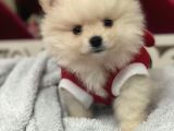 Pomeranian Bebekler
