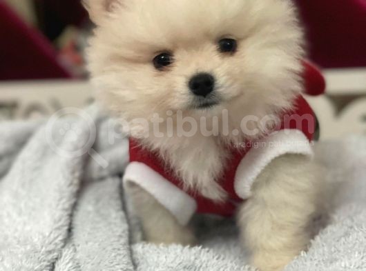 Pomeranian Bebekler görsel