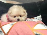 Pomeranian Bebekler