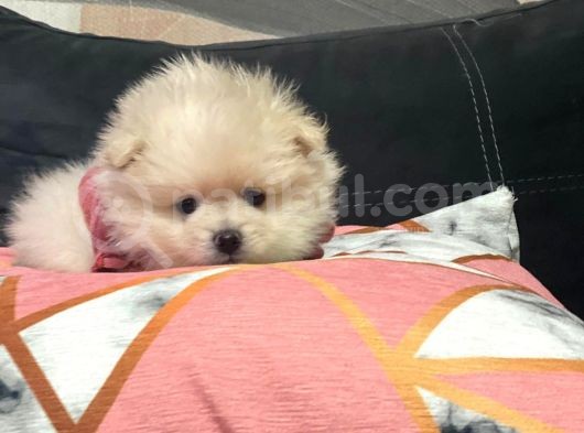 Pomeranian Bebekler görsel