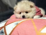 Pomeranian Bebekler