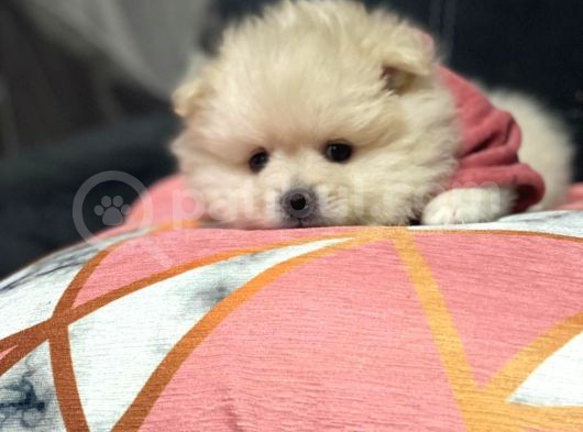 Pomeranian Bebekler görsel