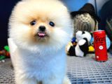 Mini Boy Pomeranian Boo Yavrularımız