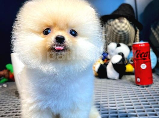 Mini Boy Pomeranian Boo Yavrularımız görsel