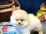 Mini Boy Pomeranian Boo Yavrularımız