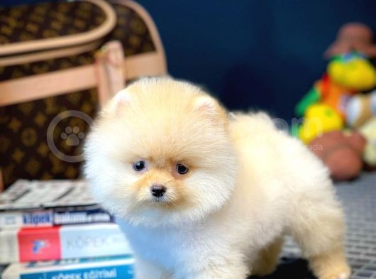 Mini Boy Pomeranian Boo Yavrularımız
