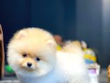 Mini Boy Pomeranian Boo Yavrularımız