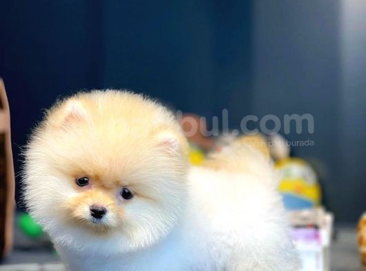 Mini Boy Pomeranian Boo Yavrularımız görsel