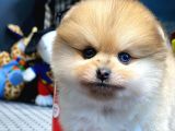 Yavru Patiler Güvencesiyle Pomeranian Boo Yavrularımız