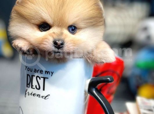 Yavru Patiler Güvencesiyle Pomeranian Boo Yavrularımız görsel