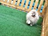 Pomeranian Boo Gülen Yüz