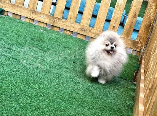 Pomeranian Boo Gülen Yüz görsel