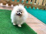 Pomeranian Boo Gülen Yüz