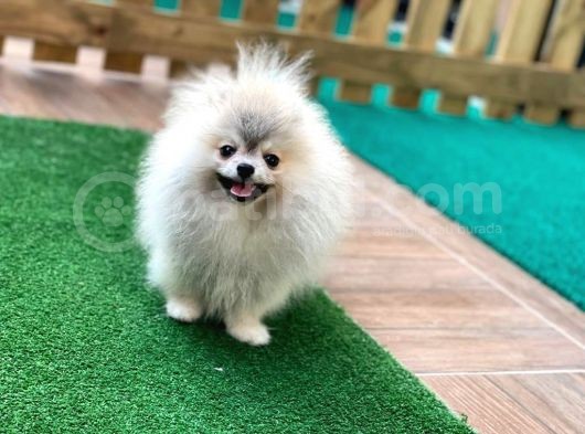 Pomeranian Boo Gülen Yüz