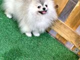 Pomeranian Boo Gülen Yüz