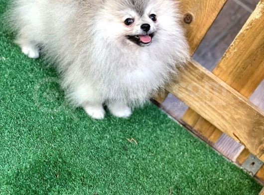 Pomeranian Boo Gülen Yüz görsel