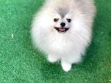 Pomeranian Boo Gülen Yüz