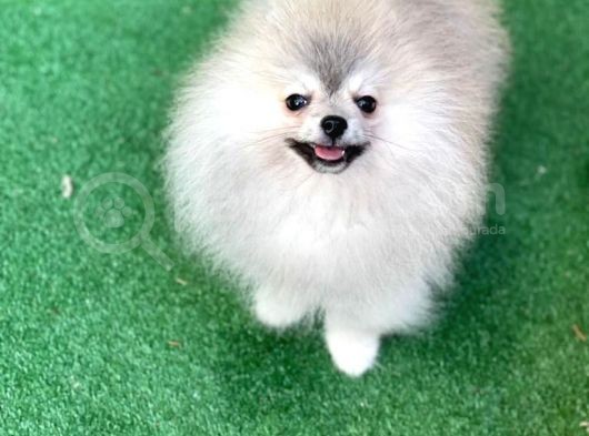 Pomeranian Boo Gülen Yüz görsel