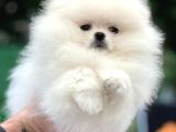 Kartopu Karbeyaz Erkek Pomerani̇an Boo Bebekler Burada