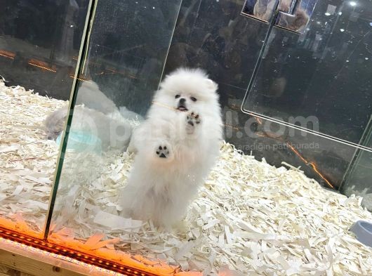 Kartopu Karbeyaz Erkek Pomerani̇an Boo Bebekler Burada görsel