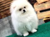 Kartopu Karbeyaz Erkek Pomerani̇an Boo Bebekler Burada