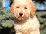 Kali̇teli̇ Toy Poodle Yavrumuz Yeni̇ Yuvasini Bekli̇yor