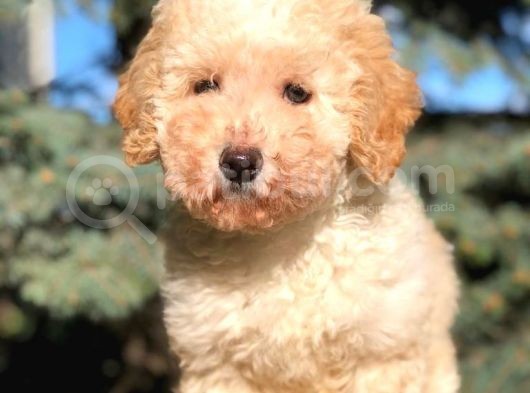 Kali̇teli̇ Toy Poodle Yavrumuz Yeni̇ Yuvasini Bekli̇yor görsel