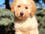 Kali̇teli̇ Toy Poodle Yavrumuz Yeni̇ Yuvasini Bekli̇yor