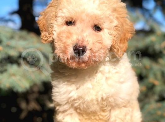 Kali̇teli̇ Toy Poodle Yavrumuz Yeni̇ Yuvasini Bekli̇yor görsel