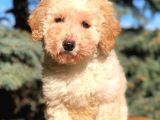 Kali̇teli̇ Toy Poodle Yavrumuz Yeni̇ Yuvasini Bekli̇yor