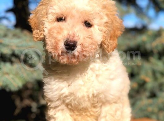 Kali̇teli̇ Toy Poodle Yavrumuz Yeni̇ Yuvasini Bekli̇yor görsel