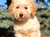 KALİTELİ TOY POODLE YAVRUMUZ YENİ YUVASINI BEKLİYOR